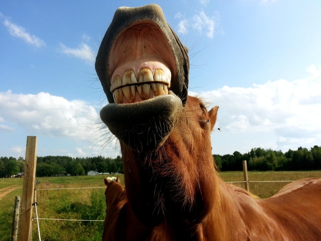 Horse